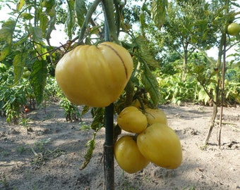 Saatgut Gemüsesamen 5+ Samen Citrina Tomate 