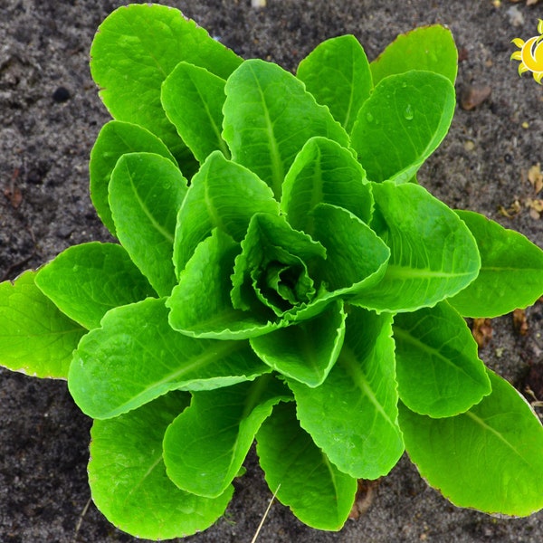 Bulgarischer Gartensalat, Römersalat, Römischer Salat Saatgut, 50+ Samen