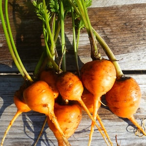 Könnte beinhalten: Ein Bund frischer, orangefarbener Karotten mit grünen Blättern auf einer Holzoberfläche.