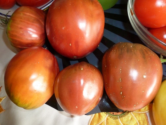 Semillas Graines Mini Tomato 10+ seeds Heirloom Vegetable Seed! Samen Semillas Graines Mini Tomato 10+ seeds Heirloom Vegetable Seed! Samen
