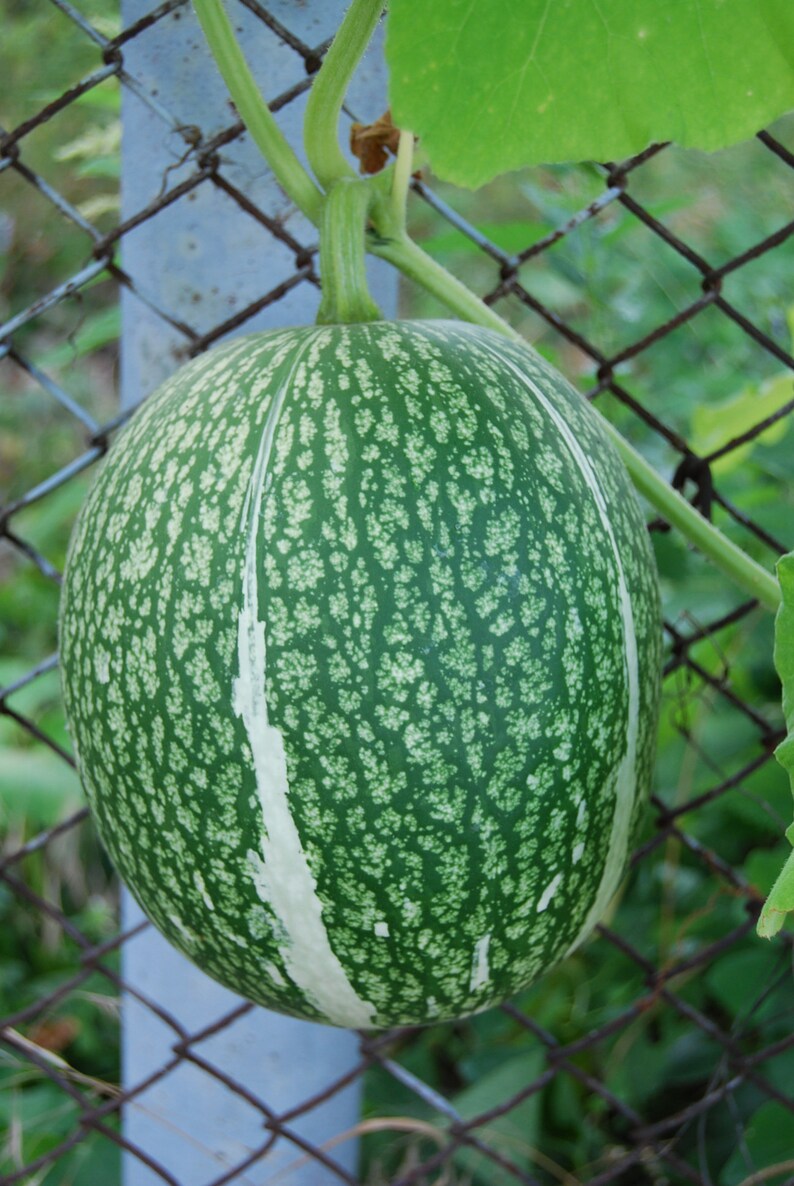 Angel's Hair Pumpkin Figleaf Gourd Blackseed Squash Etsy