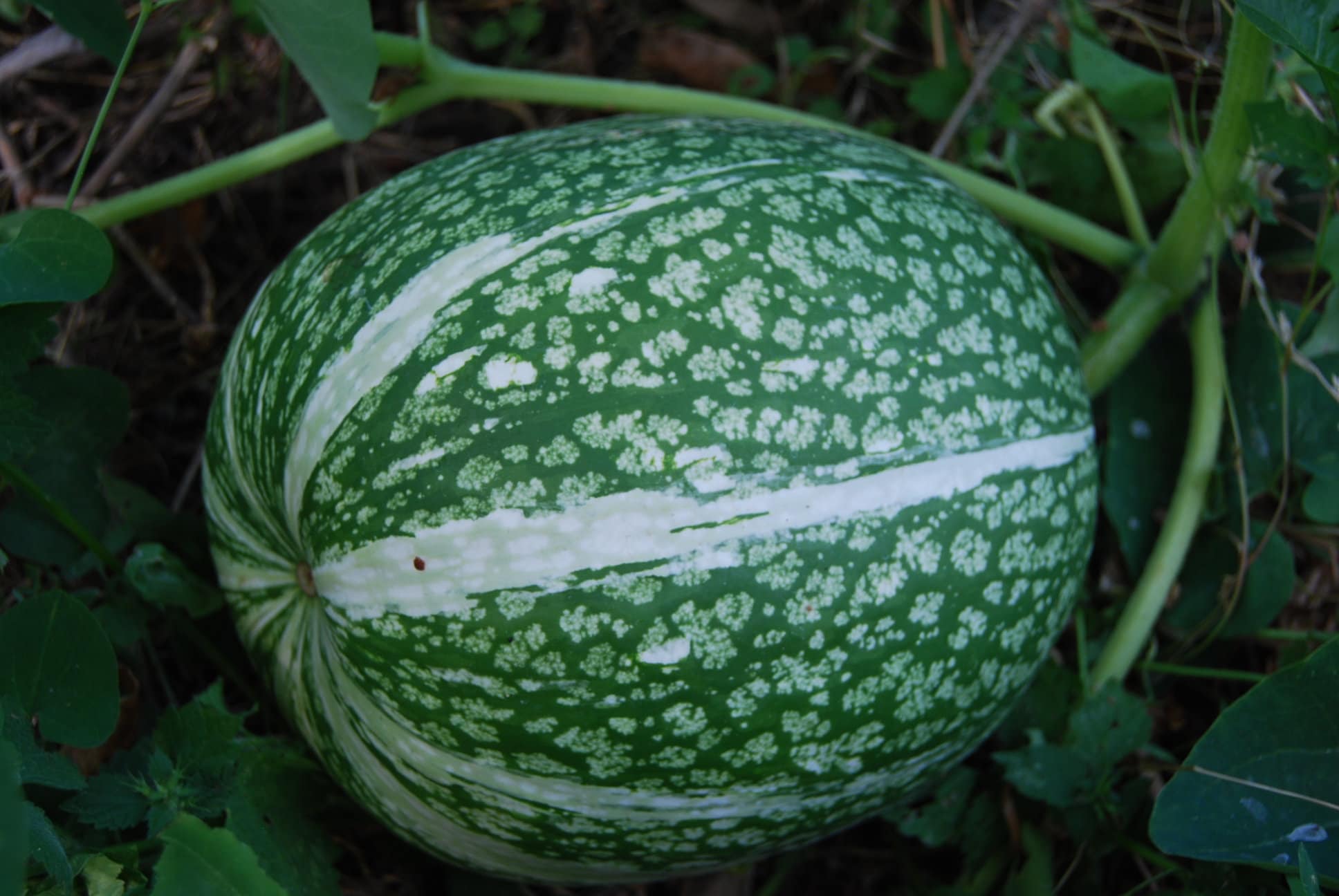 liela figleaf liela figleaf