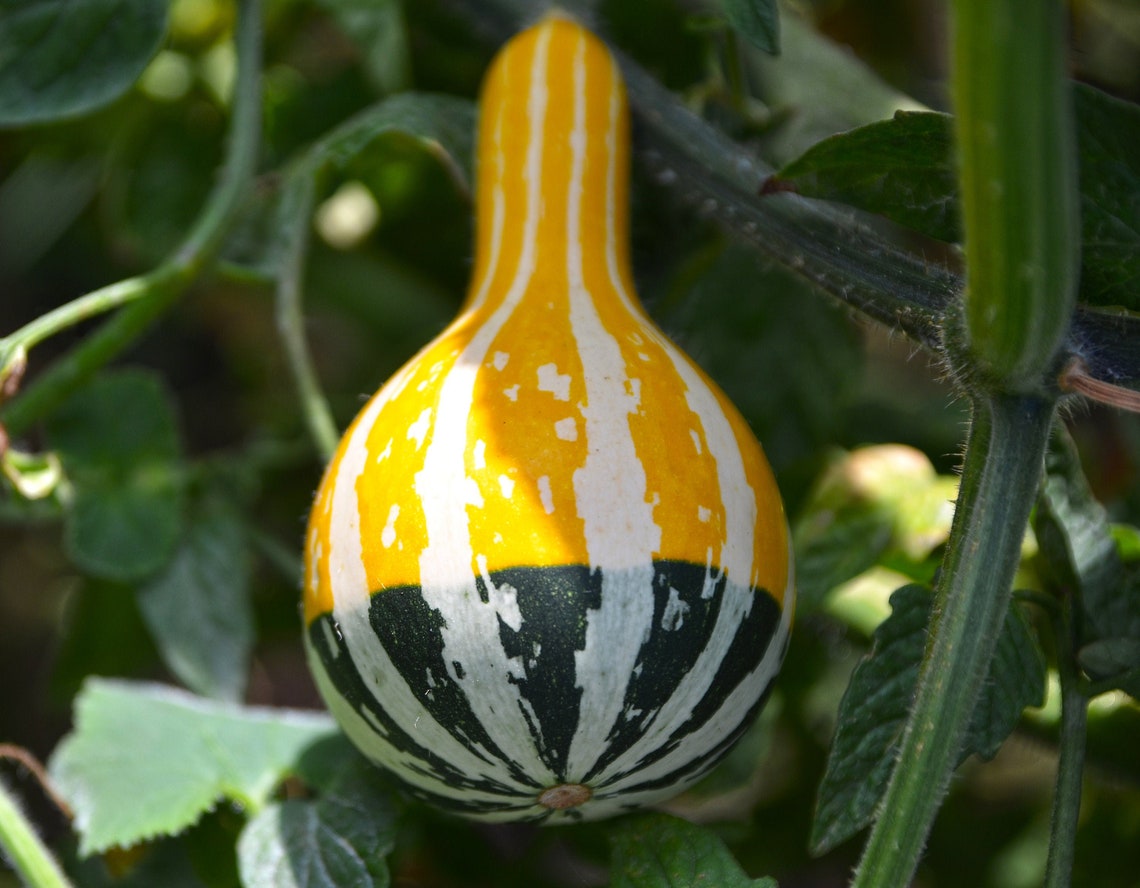 Mini Bicolour Gourd Mini Bottle Gourd Seeds 5 Heirloom Seeds Etsy