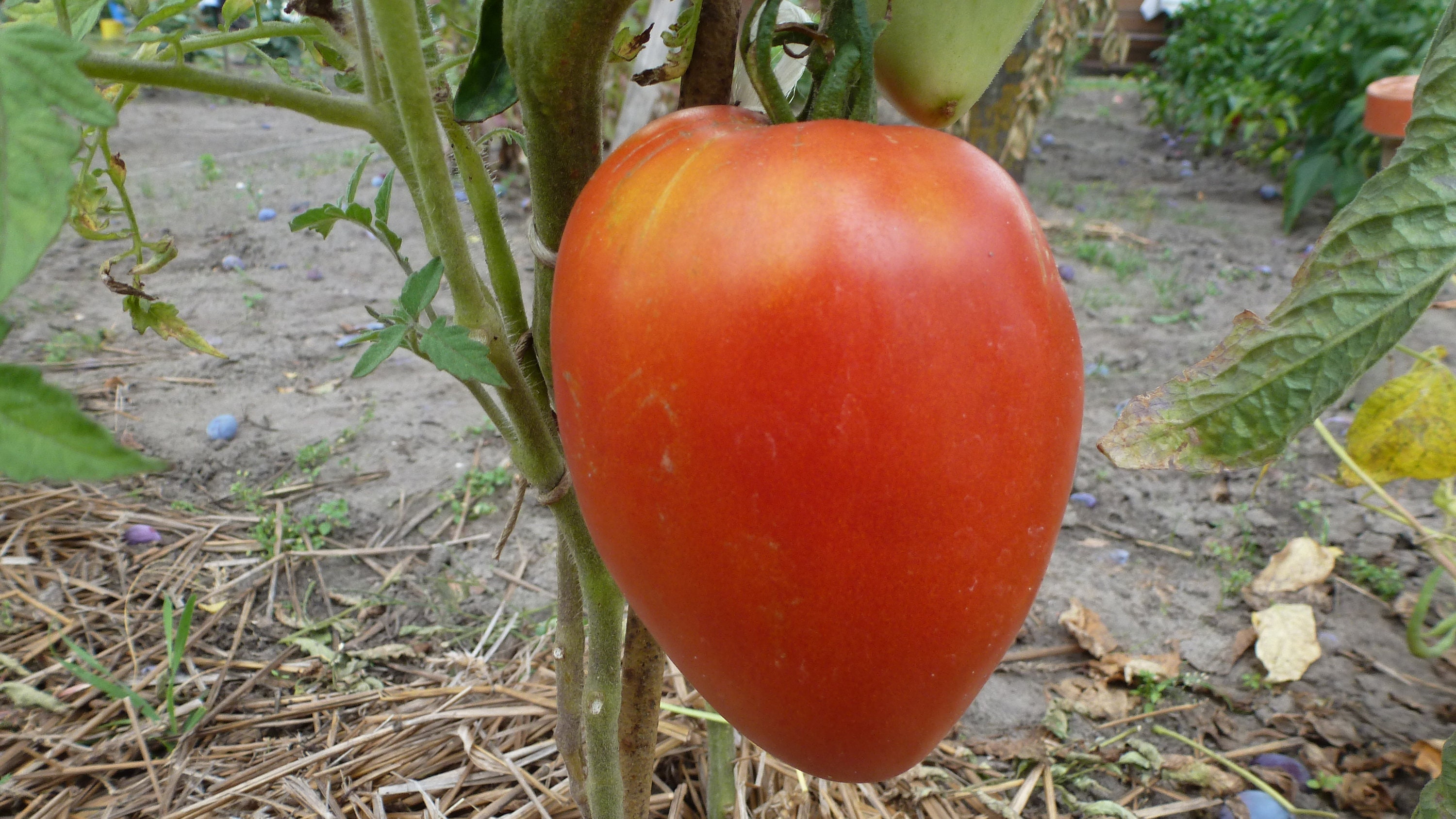 Bulgarian oxheart heart tomato seedsbeefsteak tomato Etsy