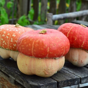 Könnte beinhalten: Drei dekorative Kürbisse mit einem einzigartigen zweifarbigen Design. Die Kürbisse sind eine Kombination aus Orange und Weiß, mit einer glatten, abgerundeten Form.