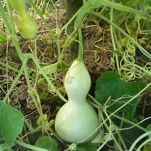 Semillas de calabaza de botella de Bulgaria, semillas de calabaza Heirloom