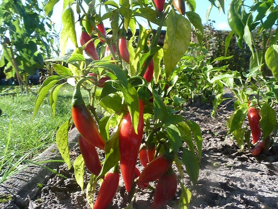 15 Samen Habanero Dominica Schärfe 10+ Chili rot