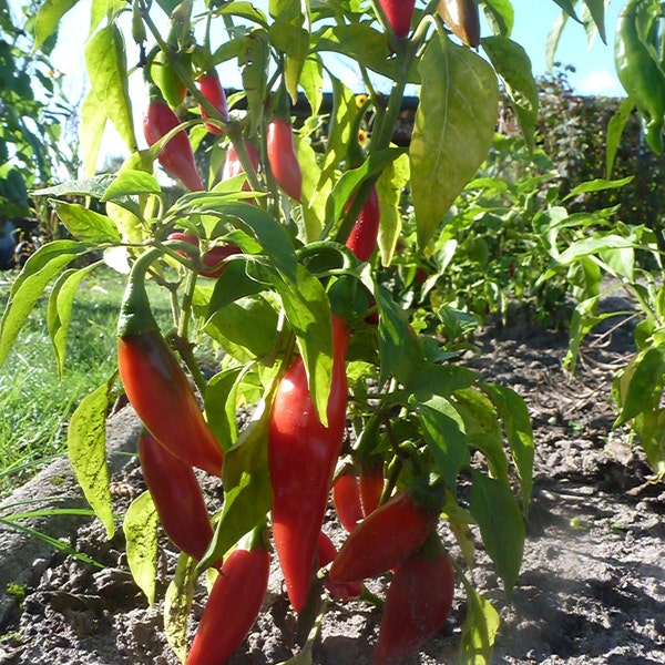 Bulgarische Paprika "Ribki" (scharf), Saatgut 20+ Stück Samen aus Eigenanbau