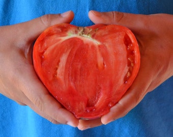 Bulgarian oxheart, heart tomato seeds,beefsteak tomato, heirloom tomato seeds