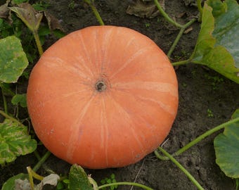 Bulgarian Orange Pumpkin 5 seeds