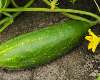 Bulgarian country cucumber heilroom seeds