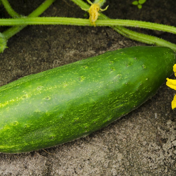 Bulgarian country cucumber heilroom seeds