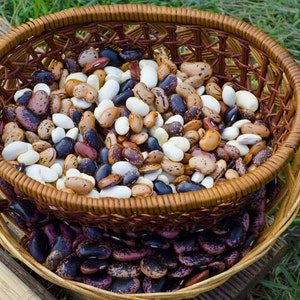 Bulgarische Riesen Läuferbohnen of Kletterbohnen - veelkleurige mix, SmilyanBohnen - [Phaseolus coccineus]