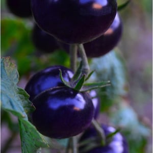 Black heirloom tomato seeds