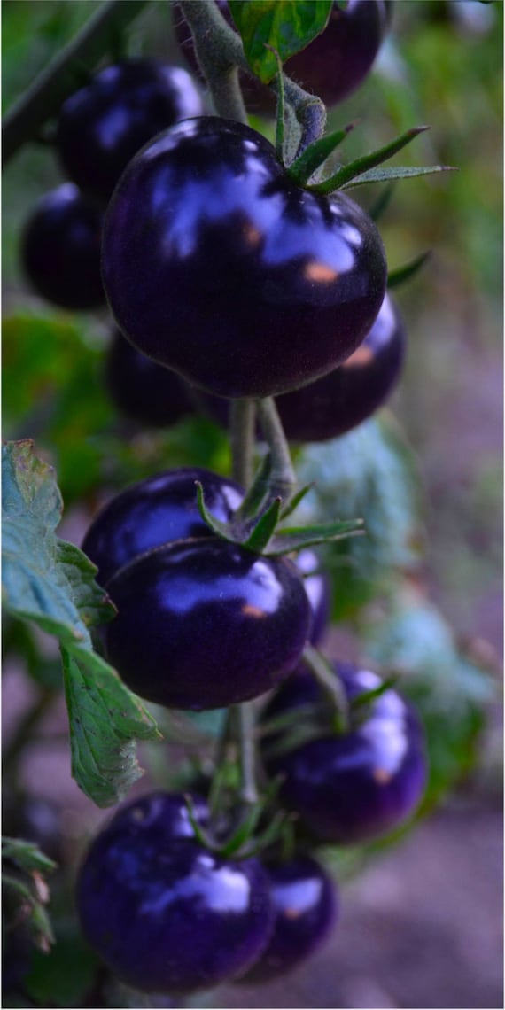 Schwarze Indigo Tomaten Saatgut, Lycopin haltig aus Eigenanbau - Etsy.de