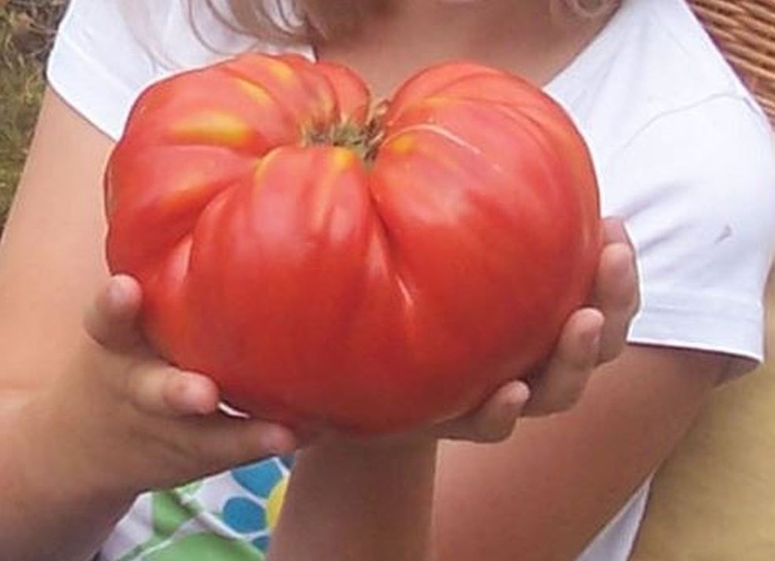 Eiertomaten