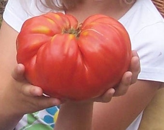 Bulgarische Tomaten,Tomatensamen, Riesenfleischtomaten Saatgut