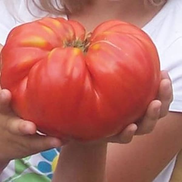 Bulgarische Tomaten,Tomatensamen, Riesenfleischtomaten Saatgut