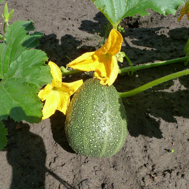 Egg Zucchini Seeds Heirloom Zucchini Seedsegg Courgette Etsy
