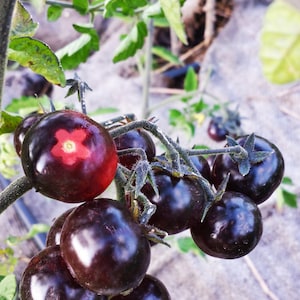 Indigo cherry tomato seeds, open pollinated,Black tomato heirloom seeds
