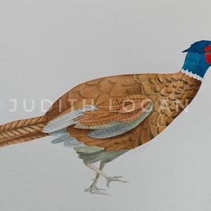 Sr. Faisão, cartão de arte de pintura original em aquarela