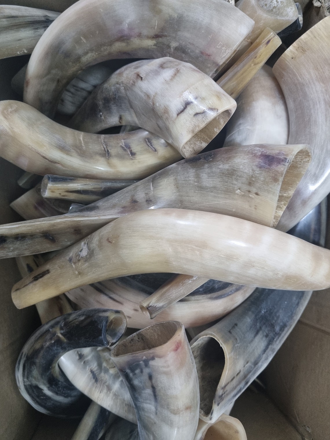 Ram Horn Shofar Rams Trumpet From Israel Polished Koѕhеr Etsy