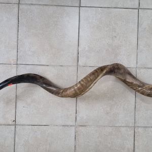 Shofar Kudu Huge Big Jewish Horn 127 Cm ( 50 Inch) Half Semi Polished Half Natural From Israel