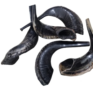 Natural Black Ram Horn Shofar Choose Your Size: 10&quot;-18&quot; Curved Measurement Authentic Handcrafted Jewish Instrument Rosh Hashanah Yom Kippur
