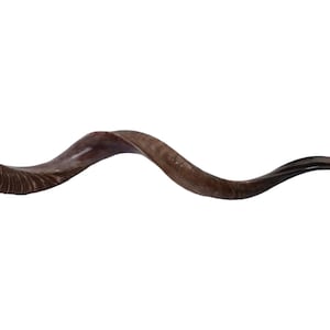 Kosher Kudu Shofar: Half Natural, Half Polished Yemenite Horn - 21&quot;