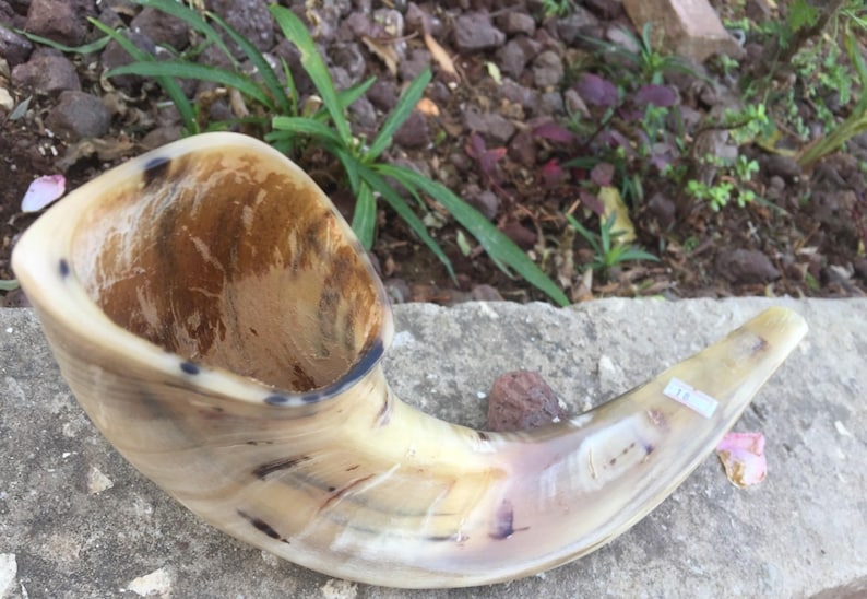 Ram Horn Shofar Trumpet From Israel Polished Koѕhеr Etsy Denmark