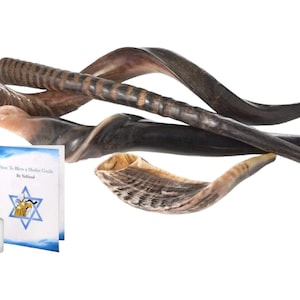 Komplettes Shofar Set: 4-Teilige Sammlung mit Kudu Eland, Widder & Gemsbock Hörner - Handgefertigt in Israel mit GRATIS Geschenkset