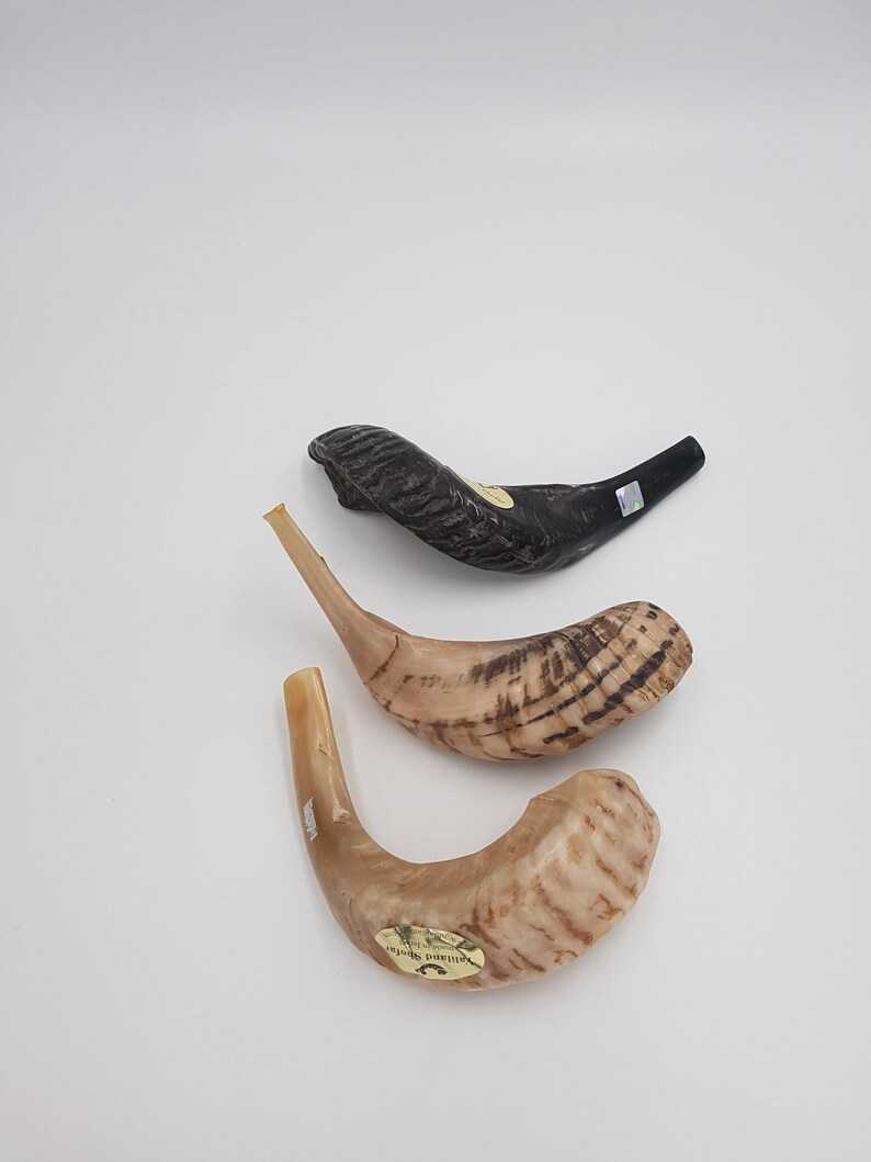 3 x Rams Horn Shofar Kosher Natural Made in Israel best Etsy