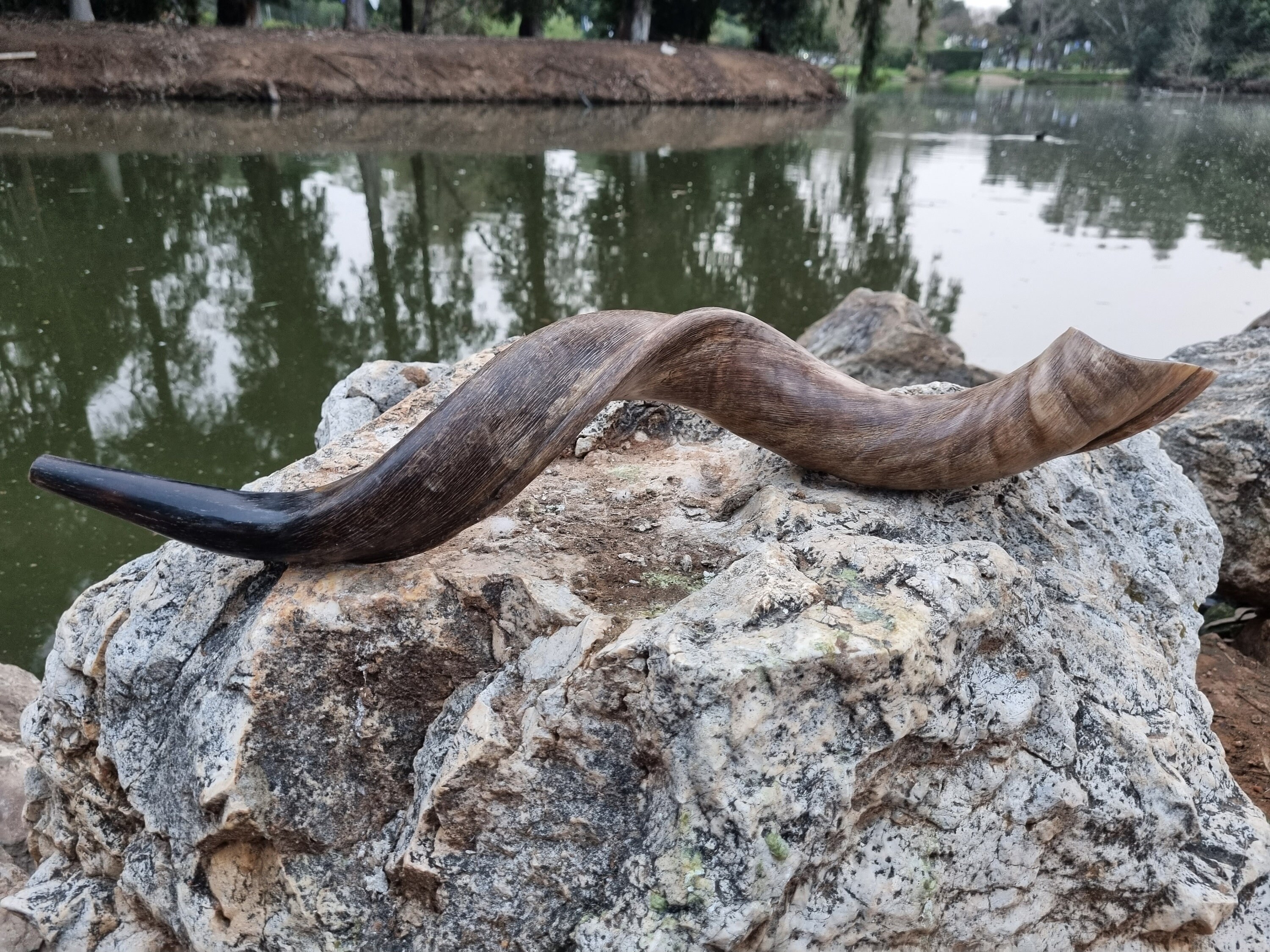 Kudu Shofar for sale 82 ads for used Kudu Shofars