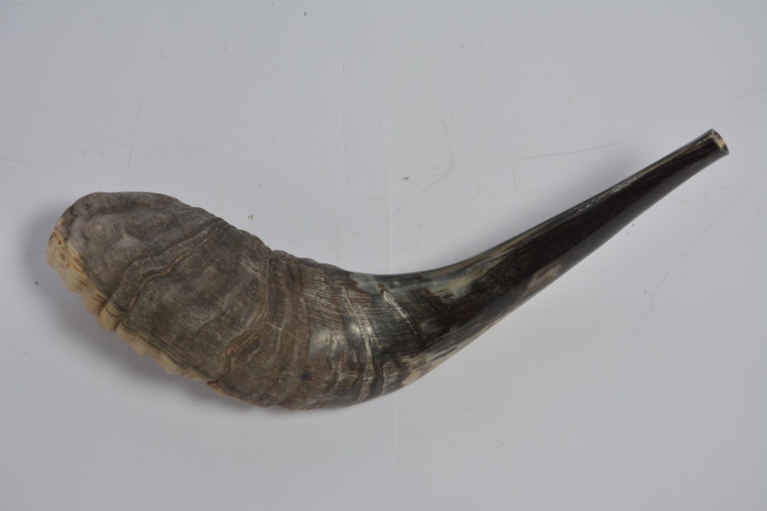 Rams Ram Horn Shofar Kosher Polished Made in Israel Best Sound Best