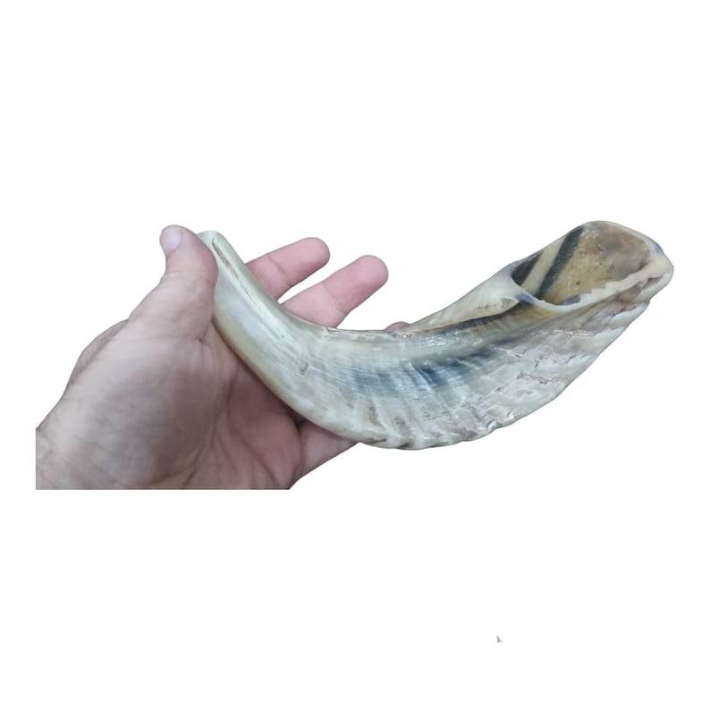 Jesish Instruments Natural Ram Horn Shofar - Authentic Jewish Ritual Instrument - Choose ...