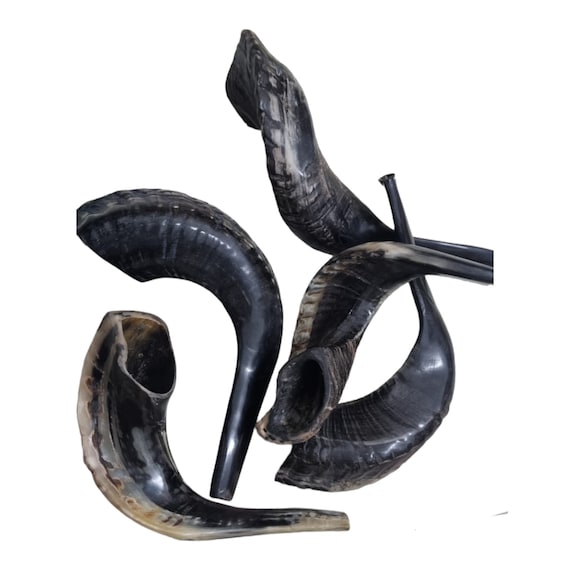 Kosher Black Rams Horn Shofar From Israel - Natural, 14-16 Inch, Hand-Picked & Tested, Easy To Blow