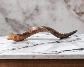 Majestic 40" Natural Kudu Shofar | Kosher Yemenite Horn | Extra Large | Hand-Selected | One-of-a-Kind Judaica