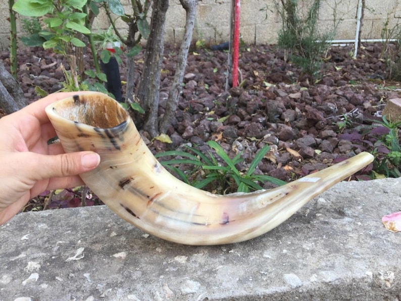 Ram Horn Shofar Trumpet From Israel Polished Koѕhеr Etsy Denmark
