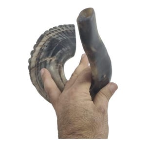 Large Kosher Ram&#39;s Horn Shofar - Yemenite Style Judaica from Israel