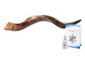 Kosher Kudu Yemenite Shofar from Israel - Easy Blow Horn (28-31" with Guide & Spray) product logo