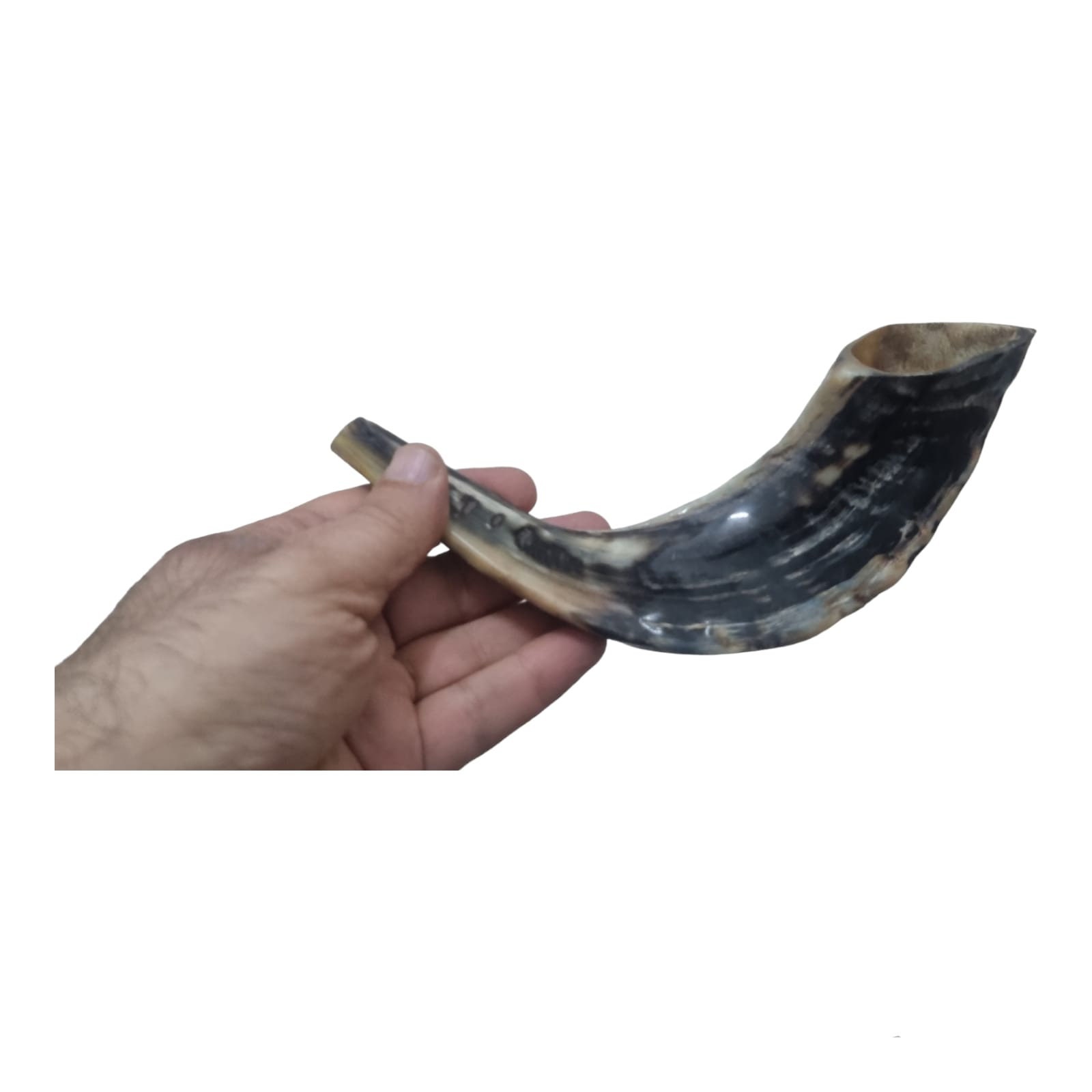 Jesish Instruments Natural Ram Horn Shofar - Authentic Jewish Ritual Instrument - Choose ...