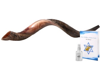 Shofar Yemenite Kudu Half Natural Half polish 40”-42” + Free Anti Odor Spray + Guide