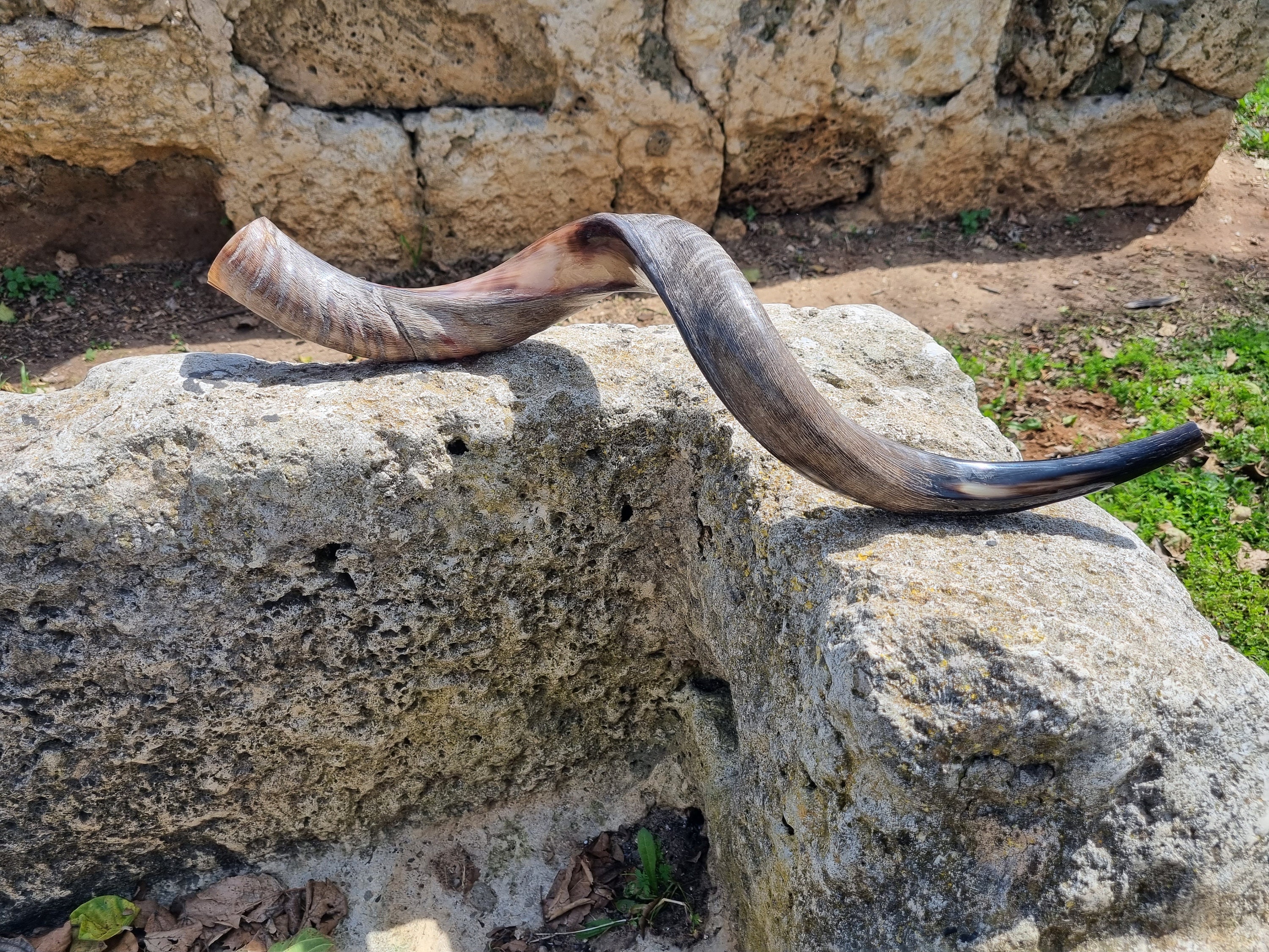 Jewish Shofar Kudu Horn Half Natural 80 85cm 32 Inch 34 Inch Free