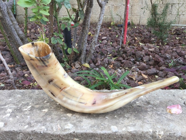 Ram Horn Shofar Trumpet From Israel Polished Koѕhеr Etsy Denmark