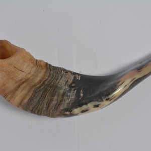 Pode incluir: Um shofar, um chifre cerimonial judaico tradicional, feito de chifre de carneiro. O chifre é marrom escuro com marcas marrom claro e brancas. O chifre é curvo e tem uma abertura larga na parte superior.