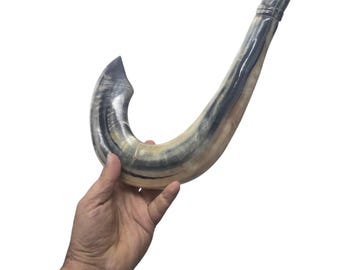 Authentic Moroccan Ram's Horn Shofar | Yemenite Style, 60cm, Jewish Holiday Instrument