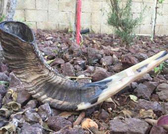 Natural Ram's Horn Shofar: Authentic Jewish Prayer Instrument