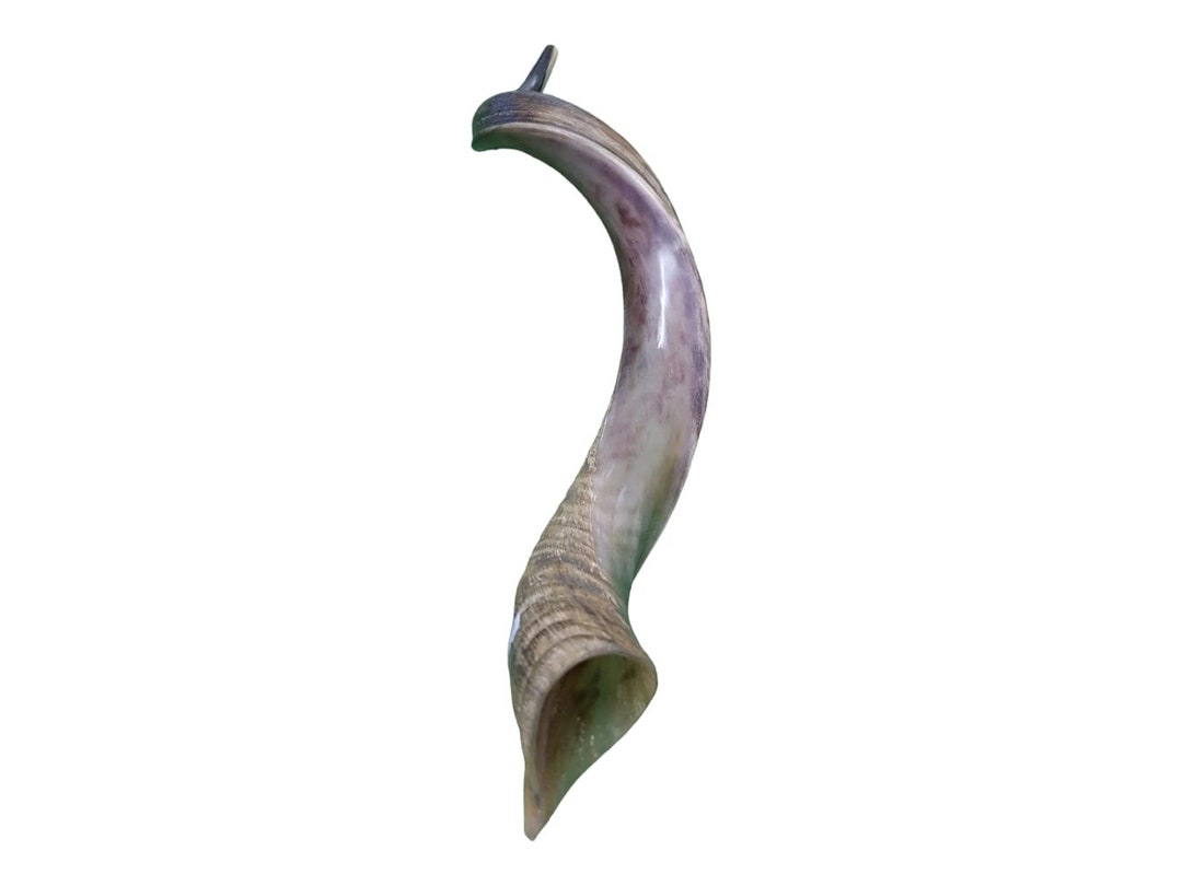 Kudu Horn Shofar Half Natural Half Polish Yemenite 40 102 Cm Best Sound