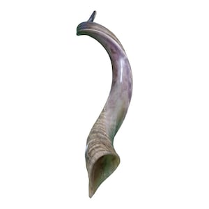 40&quot; Yemenite Kudu Shofar: Half Natural, Half Polished - Israeli Made