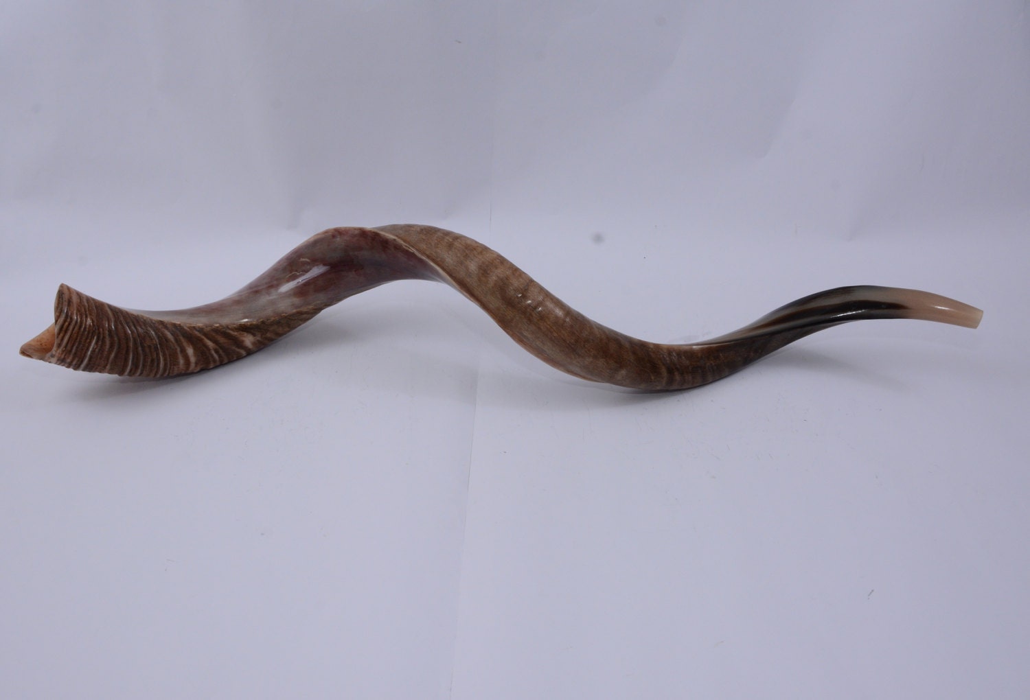 Kudu Horn Shofar Half Natural Half Polish Yemenite 35 89 Cm Best Sound